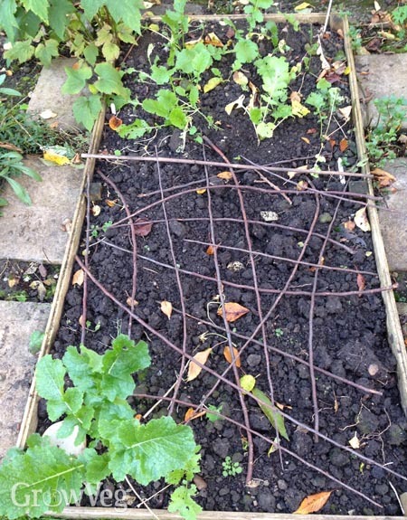 How to stop my cats using vegetable patch as a litter tray