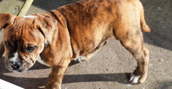 Staffie bulldog cross?