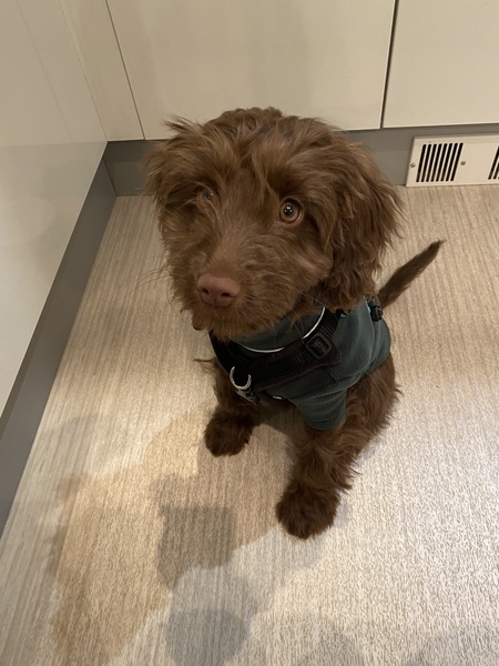 Puppy Survival Thread - March - April