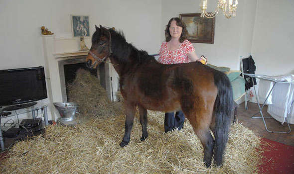 Is there a second thread for the horse/obsessive ex owner?
