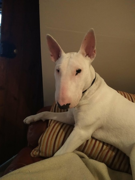Dog pissing on a wall - yay or nay?