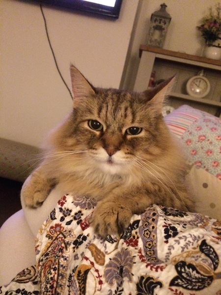 The Litter Tray Memorial Thread