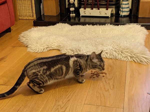 Cat chat thread the umpteenth - the Café is open all welcome