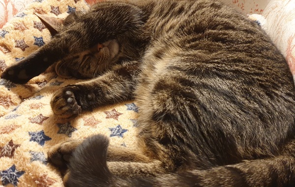 Tell me about your cat