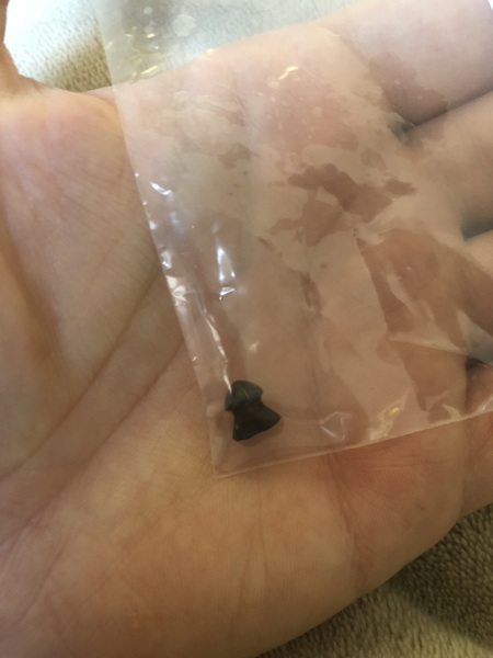 Guess what they found in my cat?