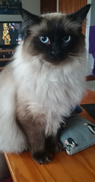 "Indoor cat"