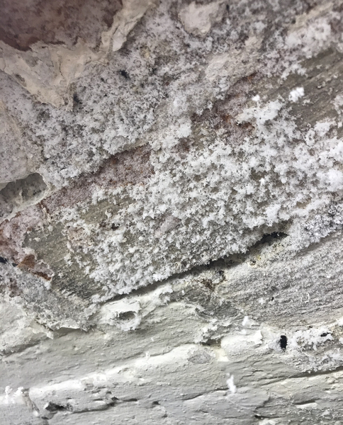 What is this growing in my cellar?