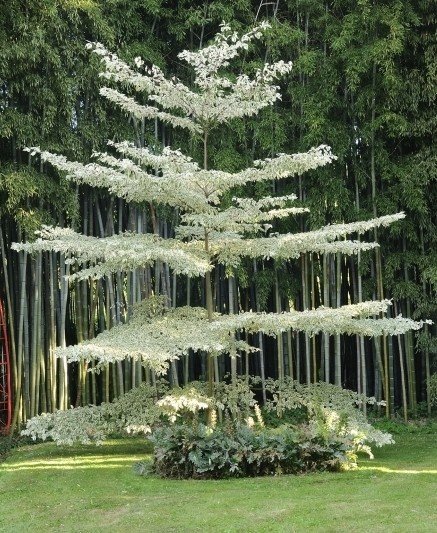 Are weeping flowering cherry trees a bit naff?