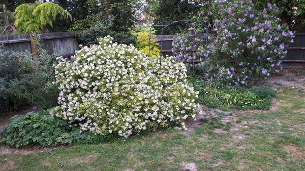 Lilac - pictures please