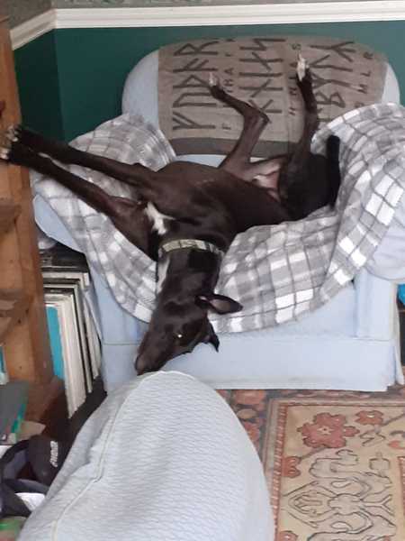 Greyhound/hound owners - can I ask some advice?