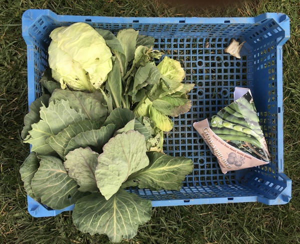 Allotment/Veg Patch Thread 16  Weather weirdness prevails !