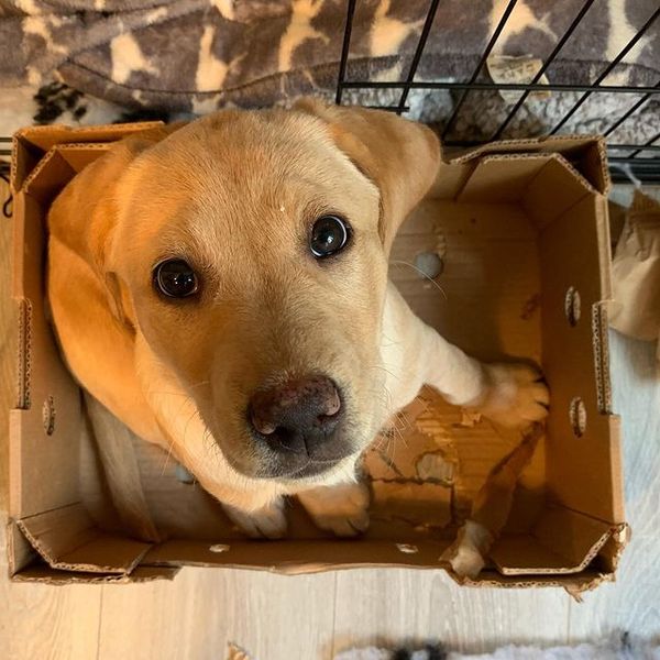 Lab puppy not that bothered about food
