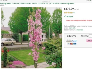 Tall but narrow evergreen shrub needed