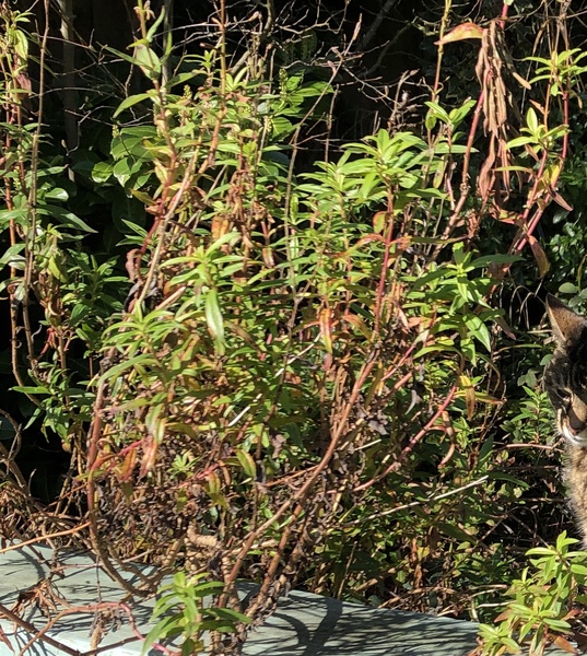 Does anyone recognise this plant please?