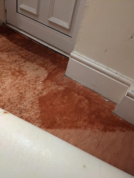 Damp next to back door