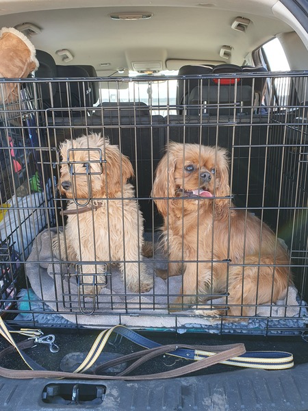 Can I see pix of your dogs in your car boots?
