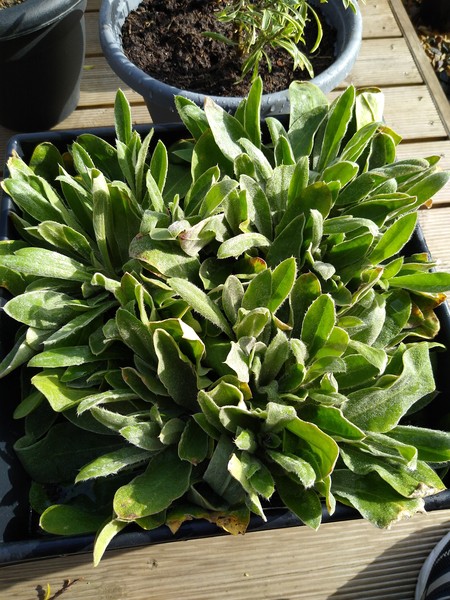 Plant ID help please!