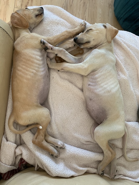 Saluki owners - hair question