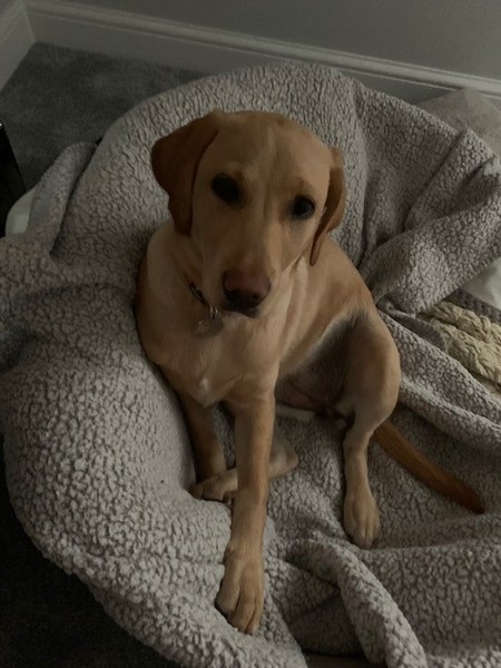 Lab puppy not that bothered about food