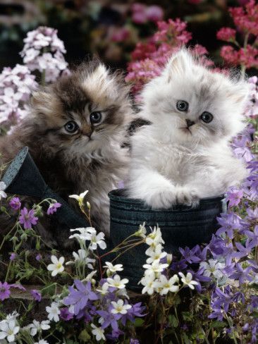 Worth transferring tiny Persians into one pot?