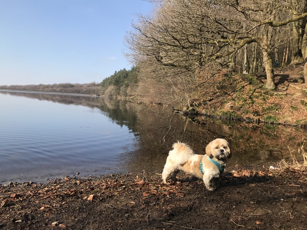 Are shih tzus as unhealthy as frenchies