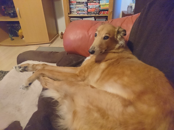 Greyhound/hound owners - can I ask some advice?