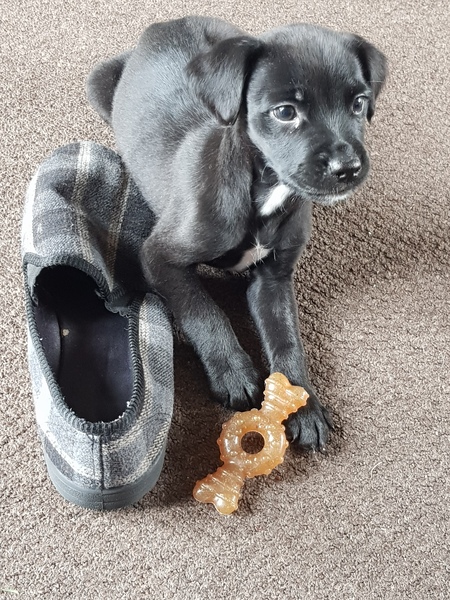 Puppy Survival Thread - January - February