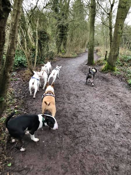 Aibu that dogs are now a class identifier??