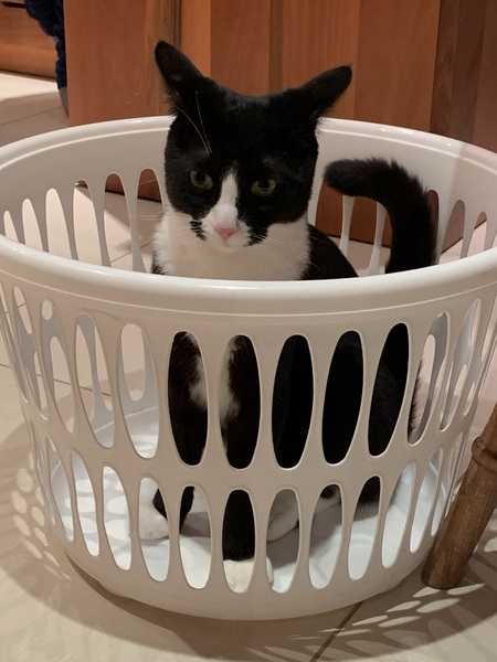Will prices of kittens ever come down?