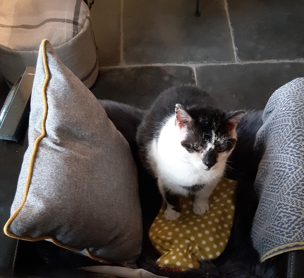 The Litter Tray Memorial Thread