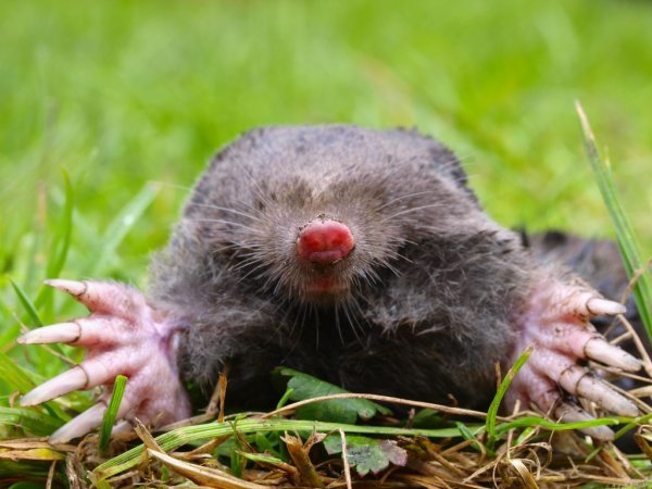 What do you think it would cost to transport a caravan 140 moles
