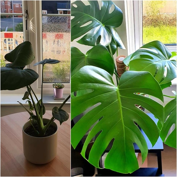 Little Shop of Horrors in my flat