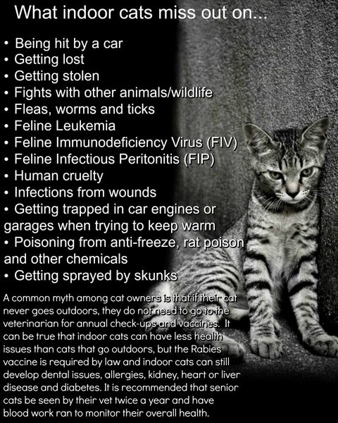 "Indoor cat"