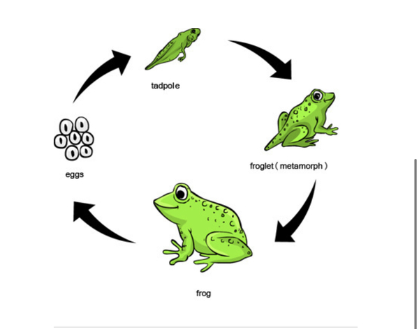 Teenage Frog