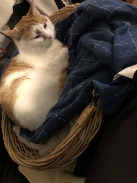 Guess what they found in my cat?