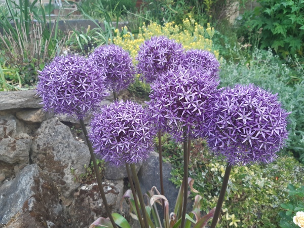 Evergreen perennial suggestions