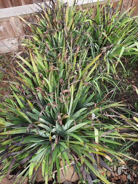 Plant identification help please