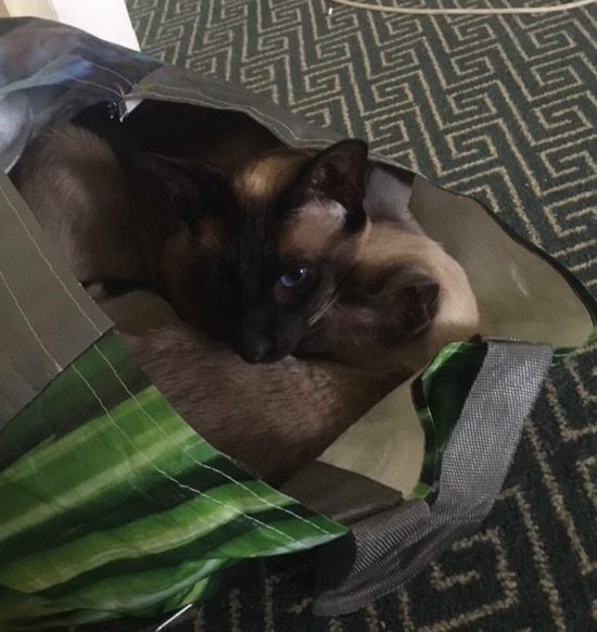 Do they put a little sprinkling of catnip in the bottom of every Amazon box?
