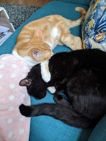 Price of kittens and cats