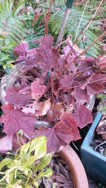Evergreen perennial suggestions
