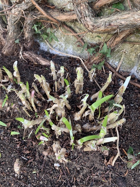 Can anyone identify this plant?