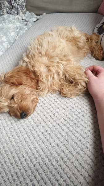Another breed help question, sorry!