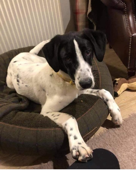 What do I need for new rescue dog?!