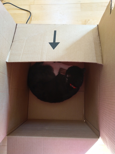 Do they put a little sprinkling of catnip in the bottom of every Amazon box?