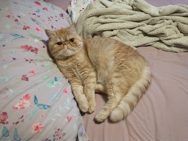 Tell me about your cat
