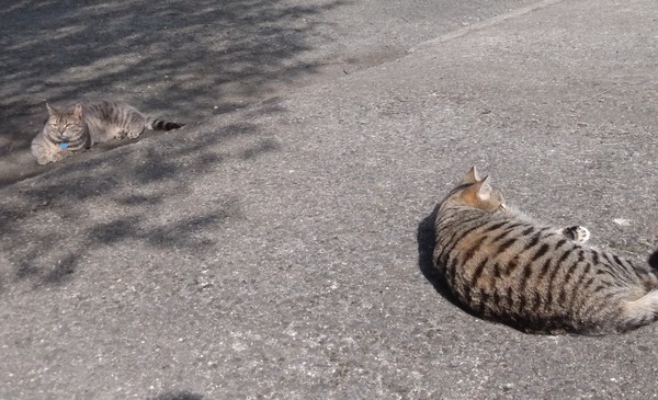 Cat chat thread the umpteenth - the Café is open all welcome