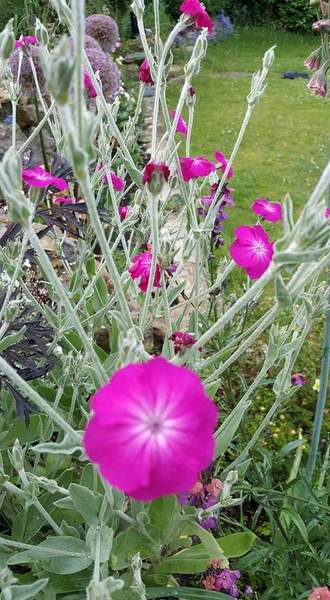 Plant ID help please!