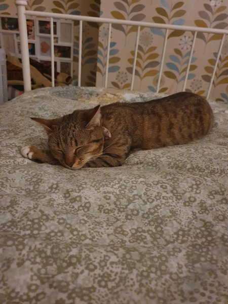 I rescued this gorgeous beast today!