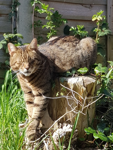 Thug cat part 3.  Unbidden guests are often welcomest when they are gone.