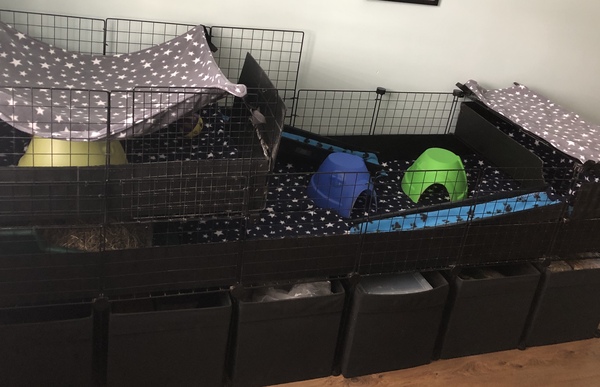 Best cage for guinea pigs
